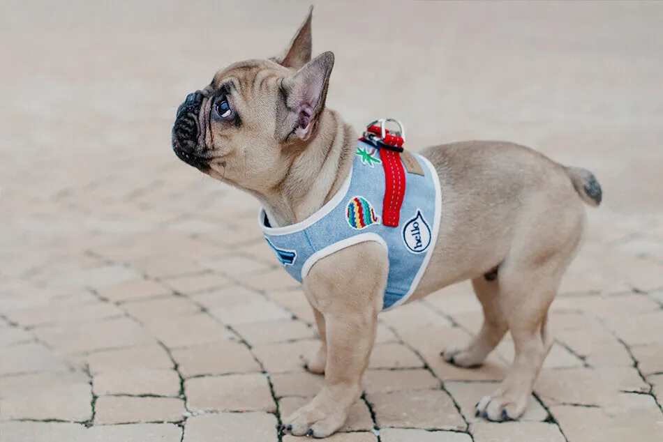 Bowl and Bone Blue Denim Dog Harness