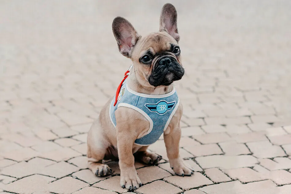 Bowl and Bone Blue Denim Dog Harness