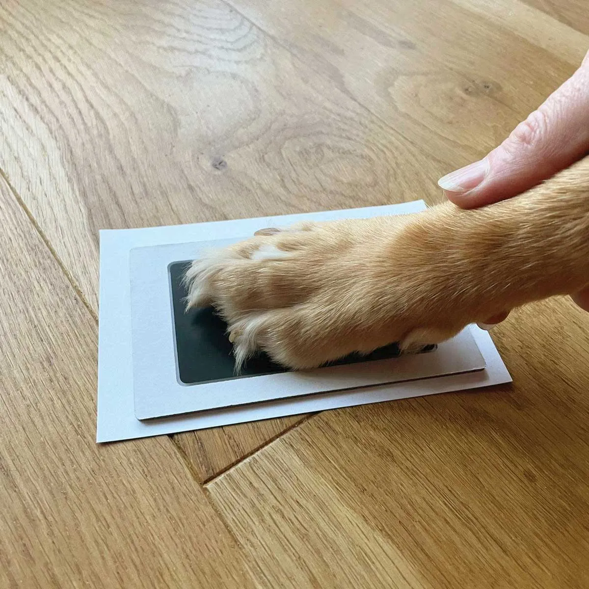 Personalised Family (inc. Pets) Fingerprint Framed Print   Ink Pads